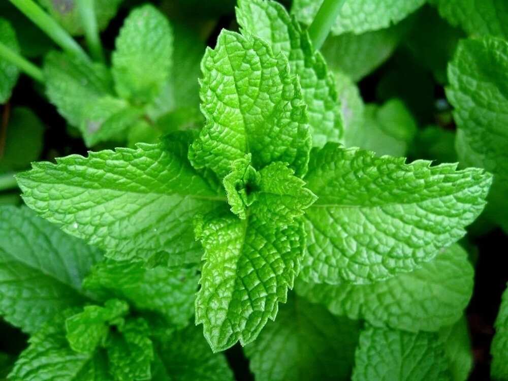 Health benefits Health benefits