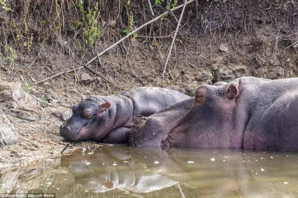 Hippopotamus Attacks Crocodile To Protect Her Baby
