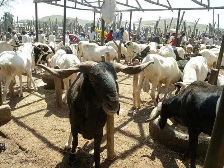 Cows and rams expansive as Kano residents turn to camel