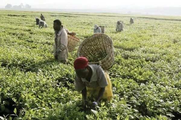 Nigerian farmers