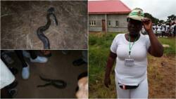 God please help us! Corpers cry out after 4 snakes were killed in their camp
