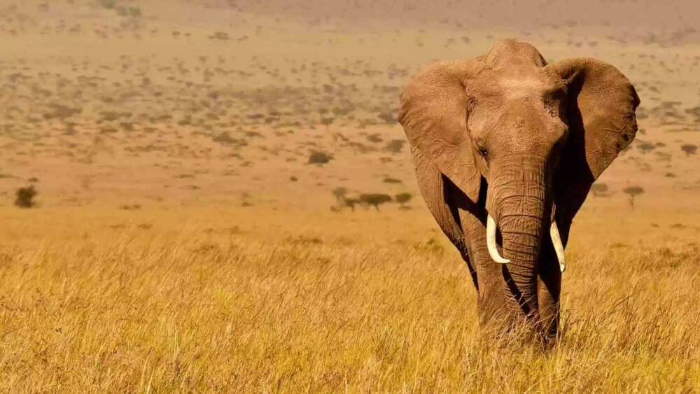 Strongest animal in the world - Top 5 Strongest animal in the world - Top 5