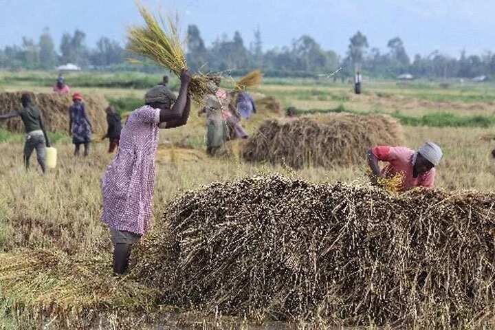 Capital in rice farming