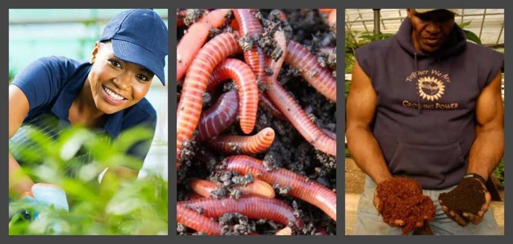 Earthworms Earthworms