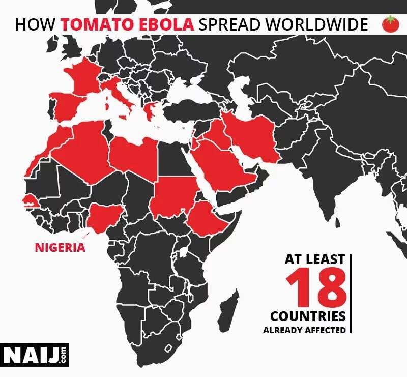 Feature: The plague ravaging the nation's tomatoes