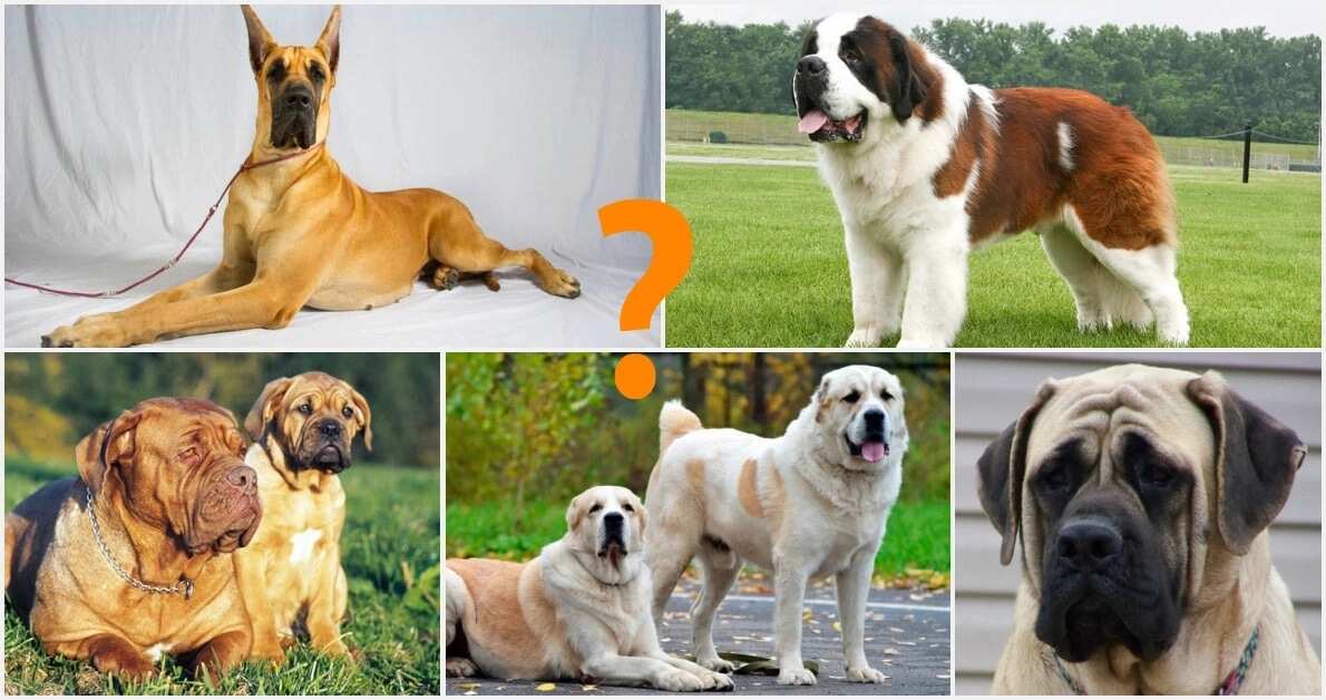 Top 10 Strongest Dogs In The World