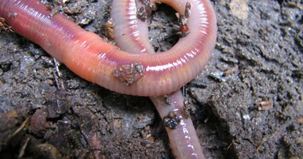 This is What Happens When You Put Earthworm in Your garden soil