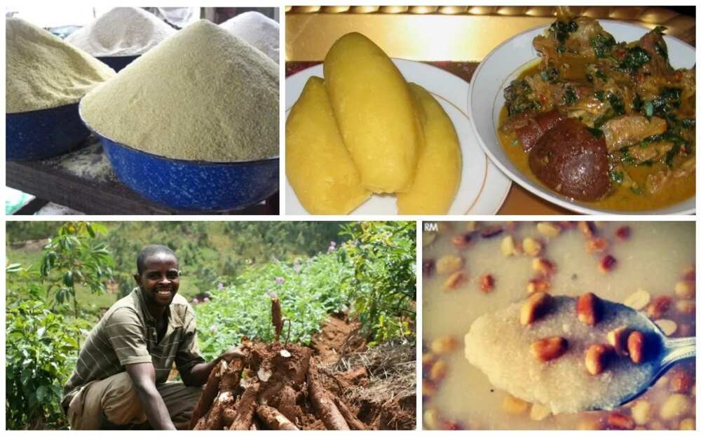 High cost of ‘garri’ forces residents into cassava farming