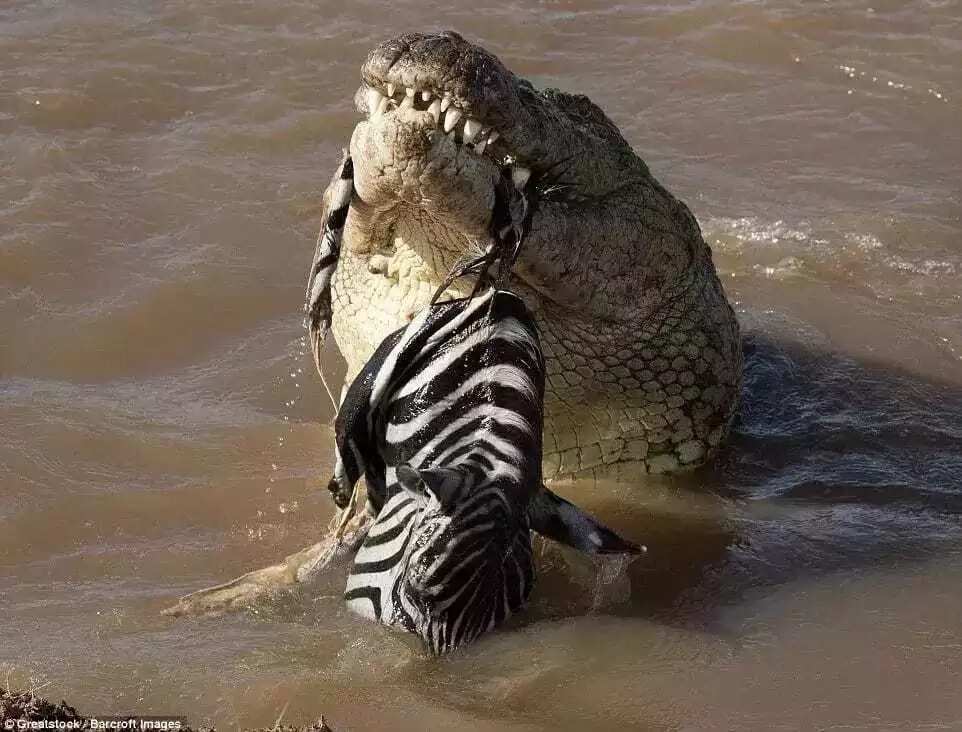 Kalli yadda wani Kasurgumin Kada ya hadiye Jakin dawa! Kalli yadda wani Kasurgumin Kada ya hadiye Jakin dawa!