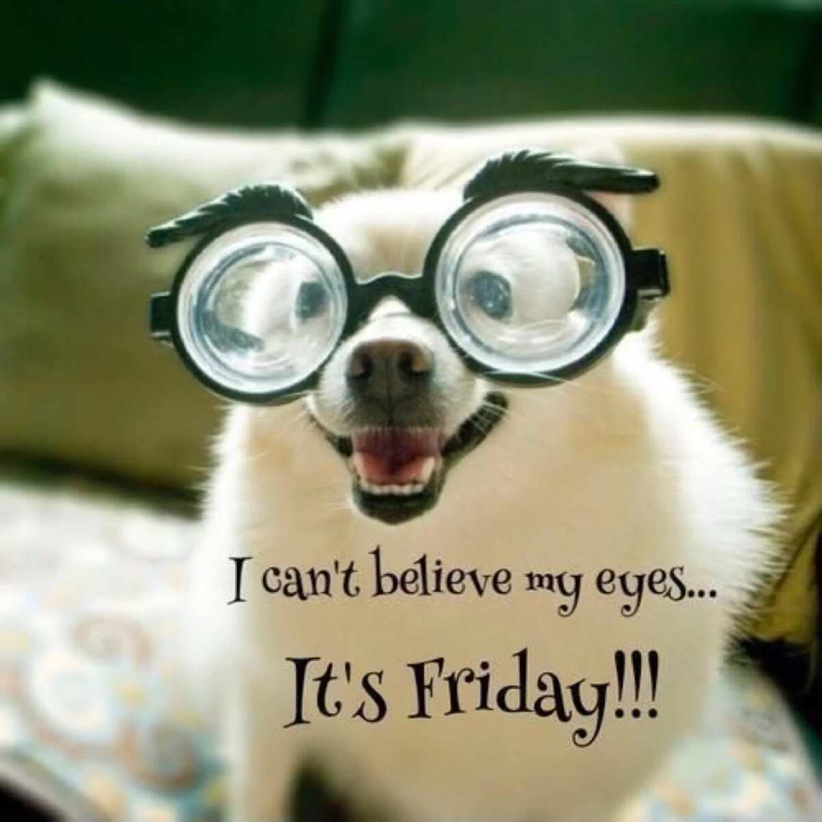 Funny Good Friday morning quotes for Facebook Funny Good Friday morning quotes for Facebook