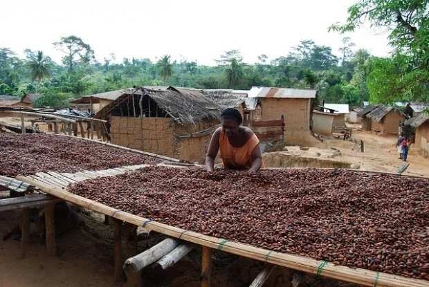 Cocoa plantation in Nigeria