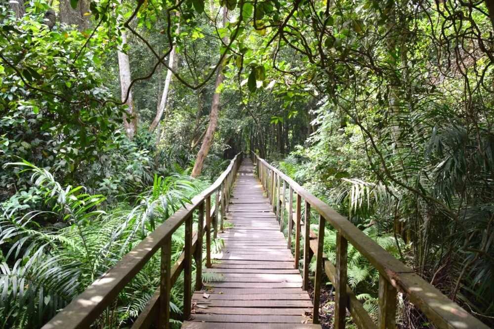 Lekki conservation centre canopy walk