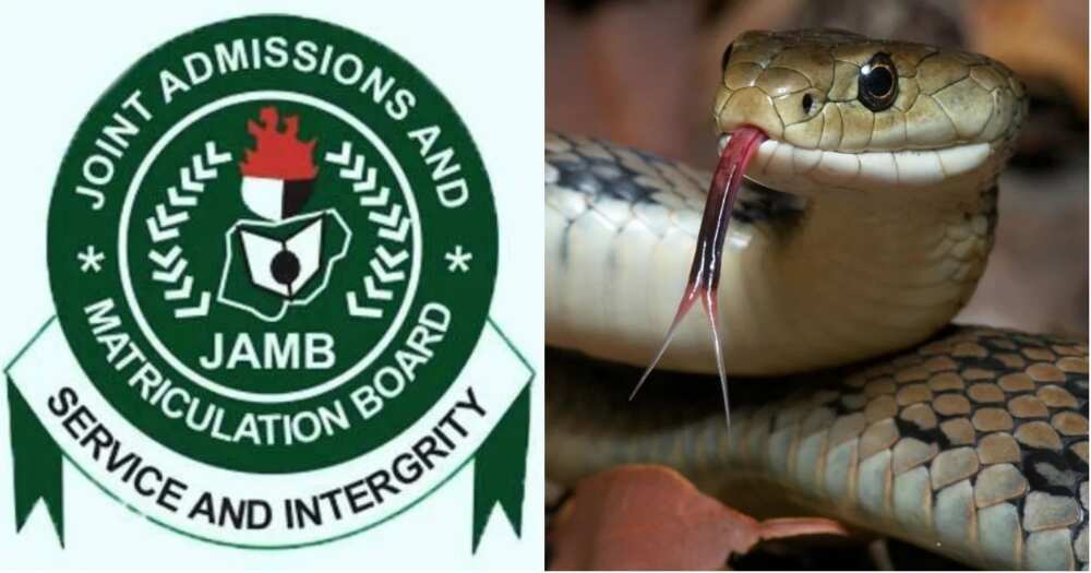 Snake in JAMB office swallowed N36 million: Nigerians react