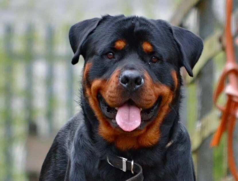 The peculiarity of the animal is that the Rottweiler is not able to distinguish, where is comic and game aggression, and where is the real