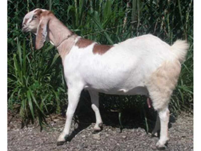 Jamnapari goats