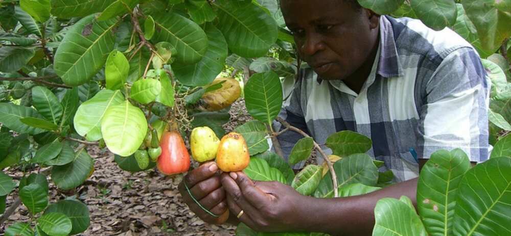 Cashew nuts Cashew nuts
