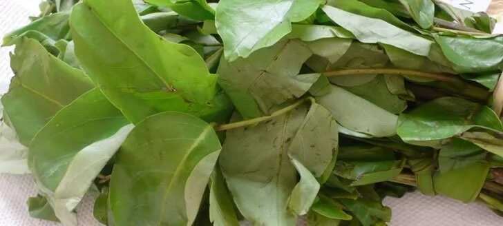 Oha leaf