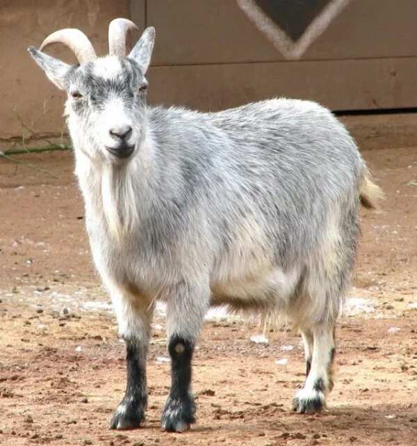 Pygmy Goats