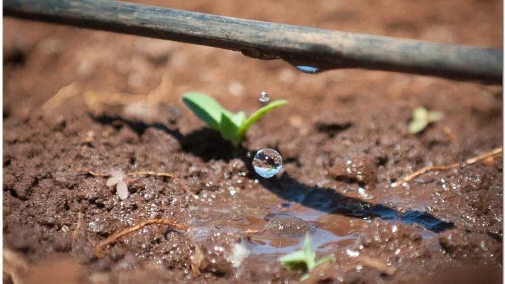 Irrigation farming in Nigeria DRIP DRIP