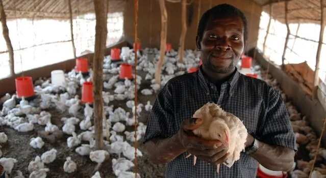 Vaccination schedule for layers in Nigeria Vaccination schedule for layers in Nigeria