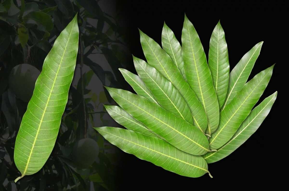 top-10-mango-leaves-uses-you-should-know-legit-ng