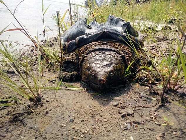 Giant Alligator Snapping Turtle Found In Russia's River