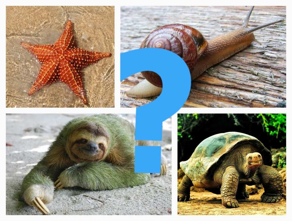 Slowest animal in the world - Top 5 Slowest animal in the world - Top 5
