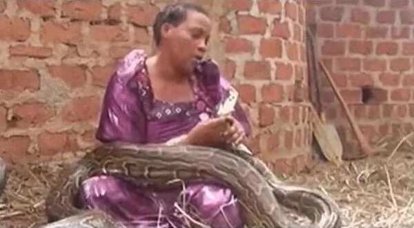Wawu! Woman who gave birth to a girl and a python refuses to let go of the snake