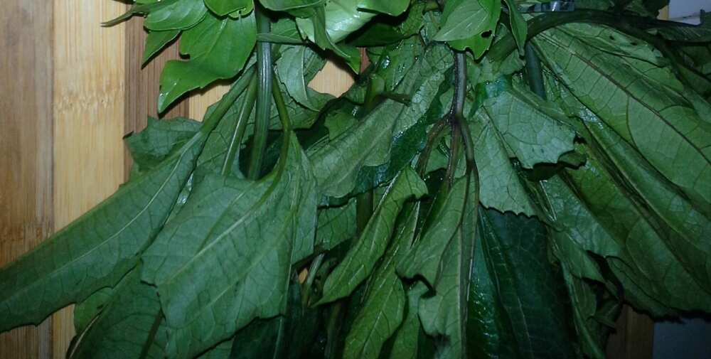 benefits of ugu leaves