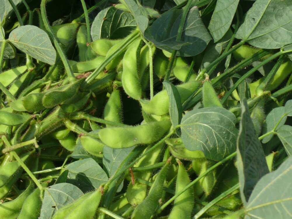 Soya beans germination