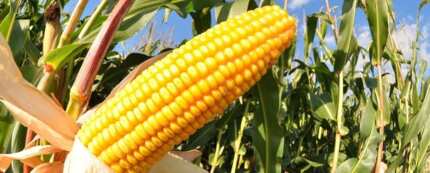 maize profitable legit