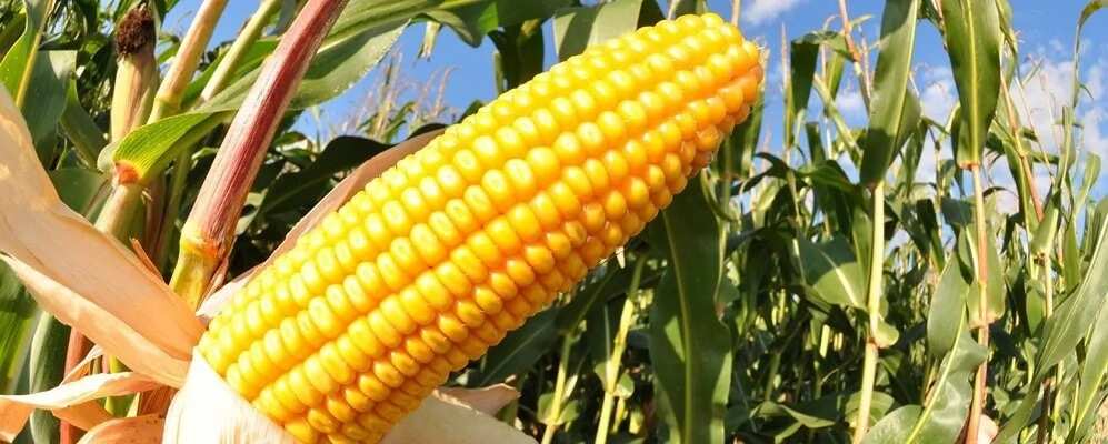 Maize growing Maize growing