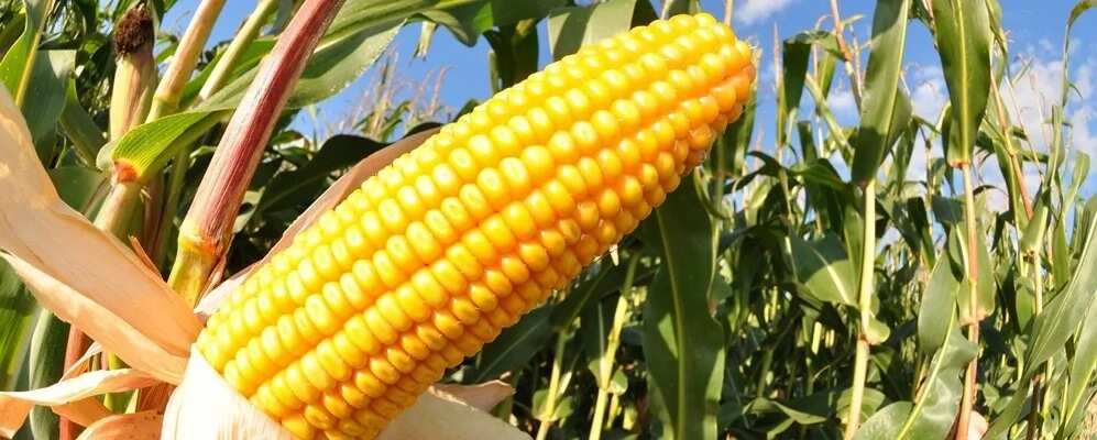 Maize growing