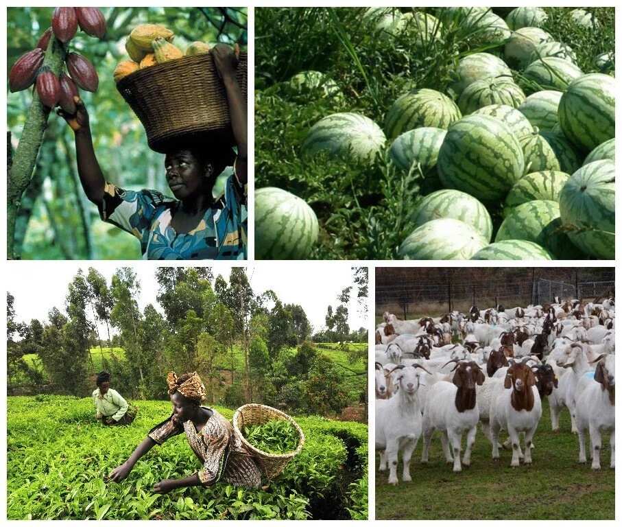 Islamic group urges Muslims to embrace farming, shun begging for alms