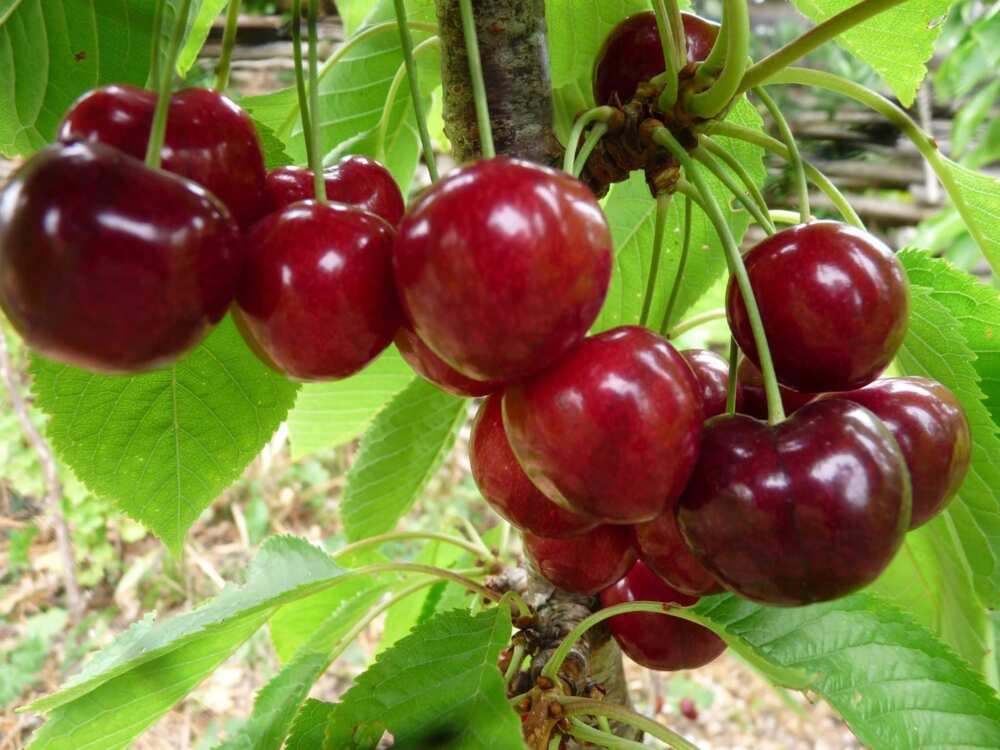 lapin cherries
