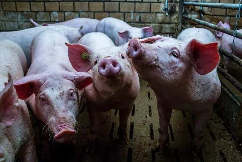 Complete guide to commercial pig farming in Nigeria