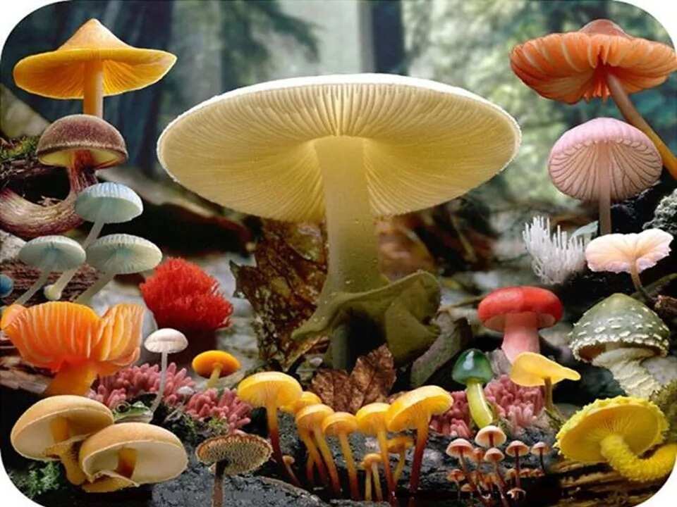 Mushroom Mushroom