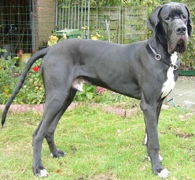 The Great Dane