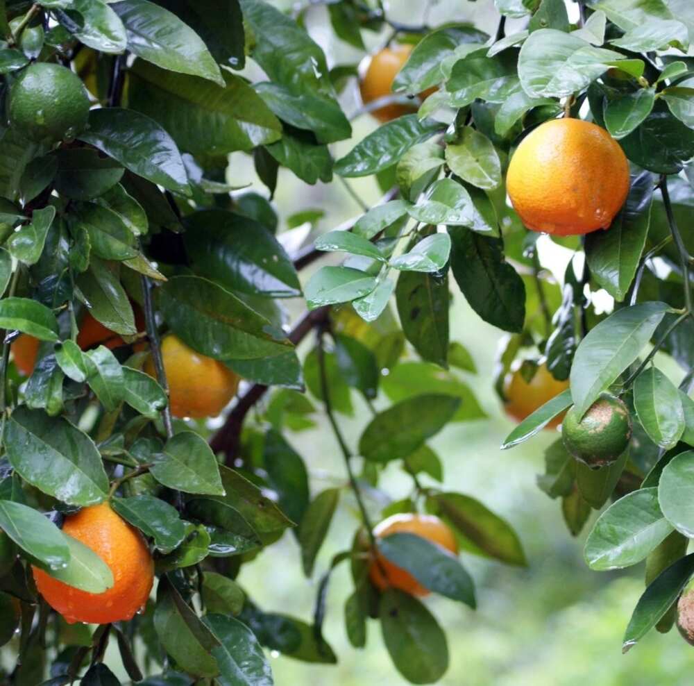 paraguay oranges fruit