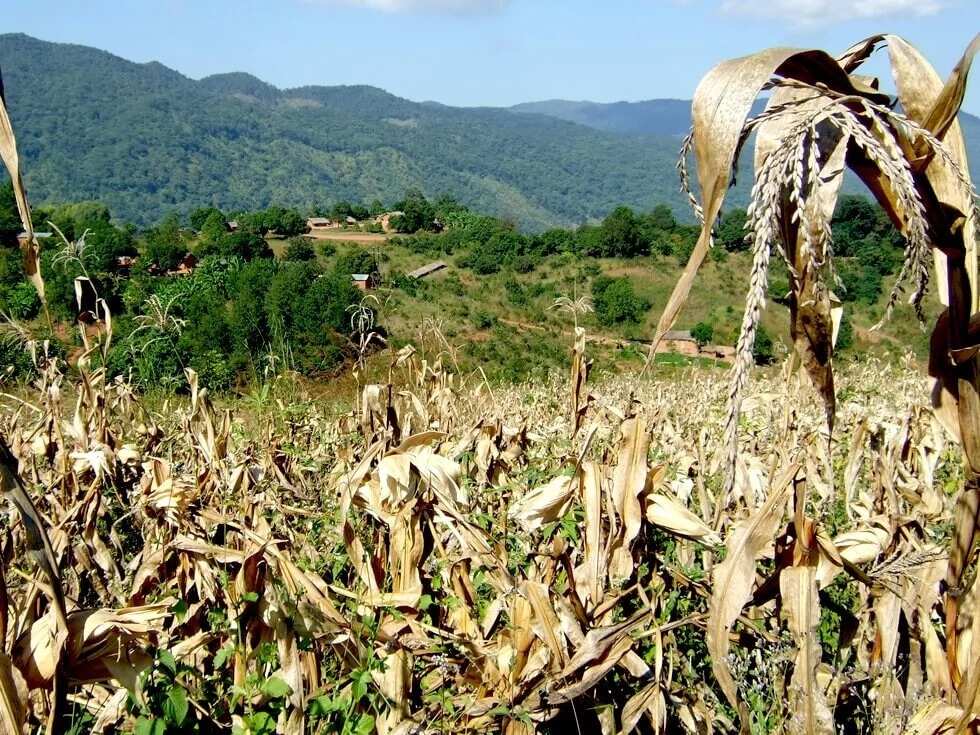 Local maize and poor nutrients produce disappointing crops