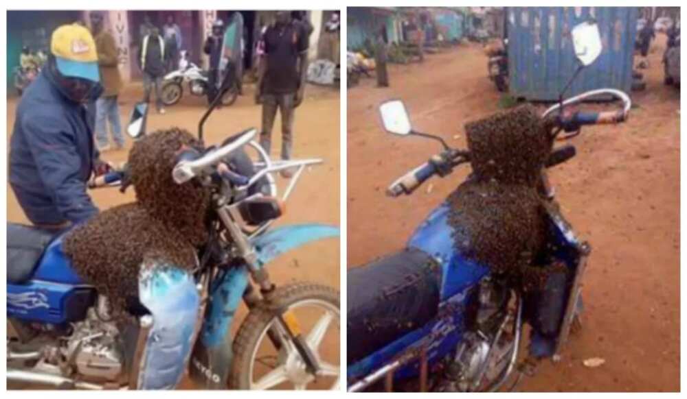 Swarm of bees recover stolen motorbike, attack thief in Kenya