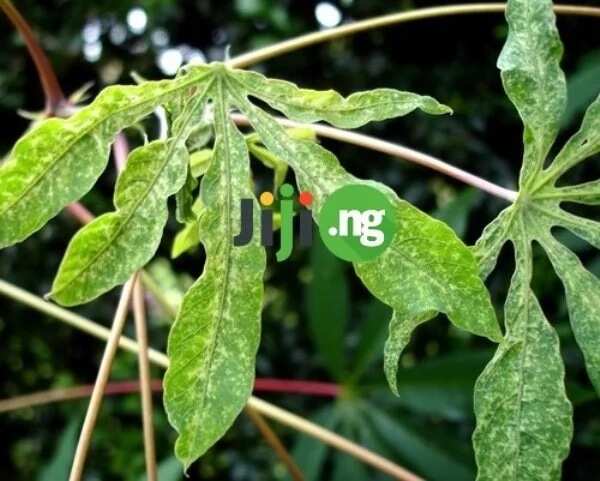 Cassava farming business plan: From the starting point to a great fortune!