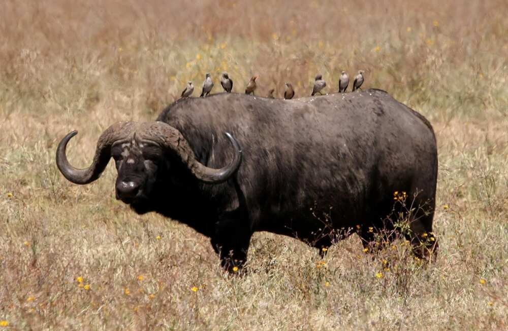 African buffalo