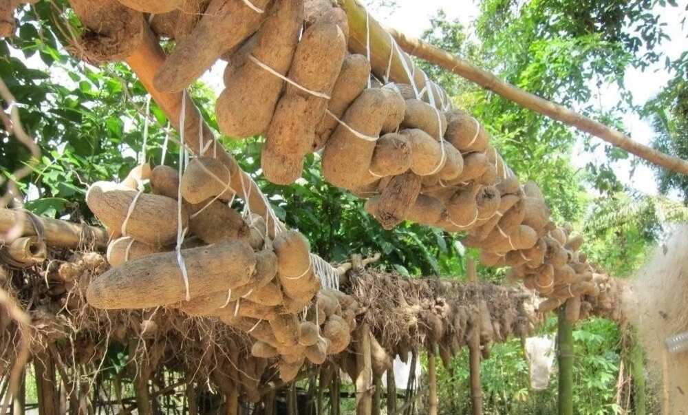 Yams food preservation Yams food preservation