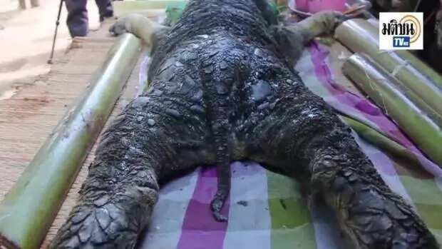 See Odd Creature With Body Of Bull And Head Of Crocodile