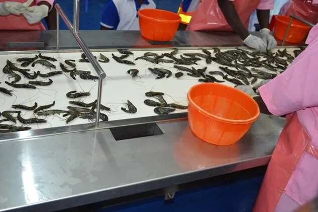 Atlantic Shrimpers Ltd unveils largest shrimp farm in Sub-Saharan Africa