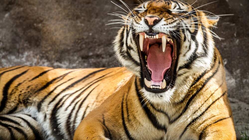 Tiger is listed in the Red Book Tiger is listed in the Red Book