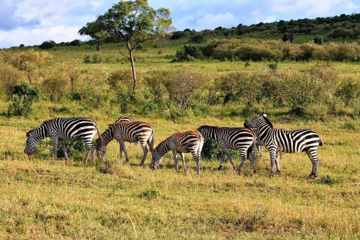 National parks in Nigeria Legit.ng