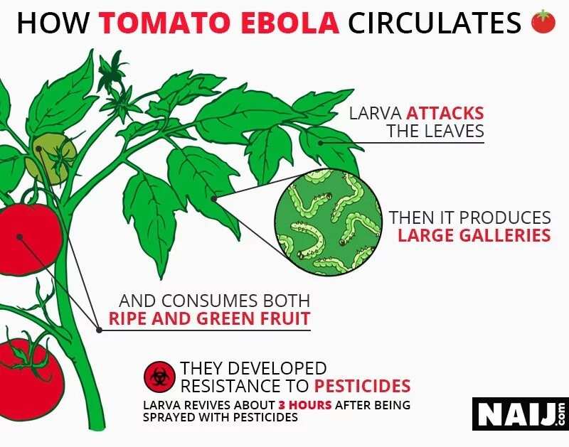 Feature: The plague ravaging the nation's tomatoes