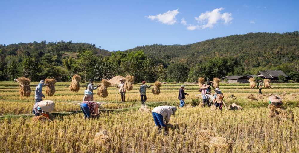 Federal government to exempt farmers from lockdown restriction Federal government to exempt farmers from lockdown restriction